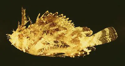 Plumed scorpionfish (Scorpaena grandicornis)