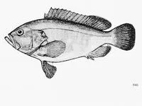 Plump grouper (Epinephelus trophis)