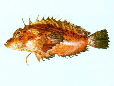 Plumstriped stingfish (Minous versicolor)