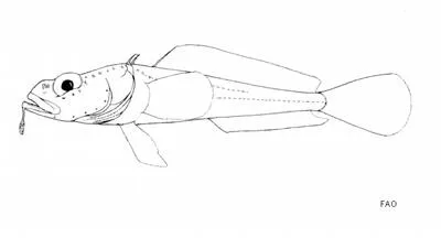 Plunderfish (Pogonophryne permitini)