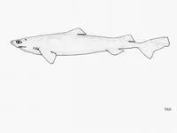 Plunket shark (Centroscymnus plunketi)