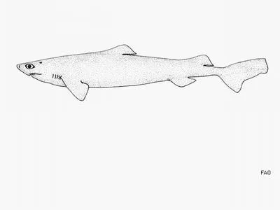 Plunket shark (Centroscymnus plunketi)
