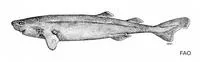 Pocket shark (Mollisquama parini)