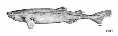 Pocket shark (Mollisquama parini)