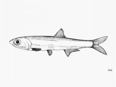 Poey's anchovy (Anchoviella perfasciata)