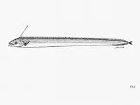 Poey's scabbardfish (Evoxymetopon poeyi)