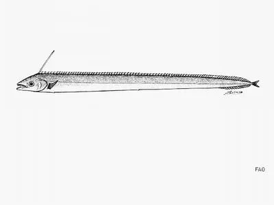 Poey's scabbardfish (Evoxymetopon poeyi)