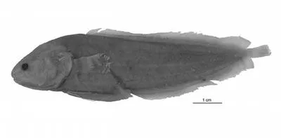 Pohnpei coralbrotula (Diancistrus pohnpeiensis)