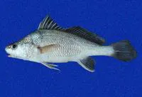 Point-nosed croaker (Ophioscion typicus)