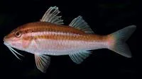Pointed goatfish (Parupeneus biaculeatus)