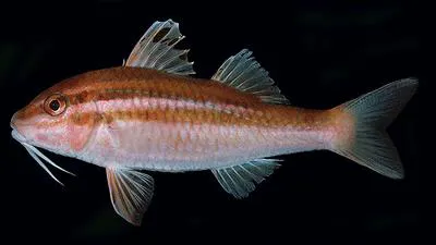 Pointed goatfish (Parupeneus biaculeatus)