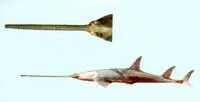 Pointed sawfish (Anoxypristis cuspidata)