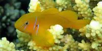 Poison goby (Gobiodon citrinus)