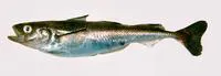 Polar cod (Boreogadus saida)