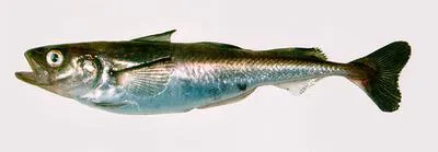 Polar cod (Boreogadus saida)