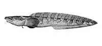Polar eelpout (Lycodes turneri)