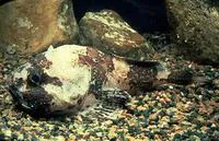 Polar sculpin (Cottunculus microps)