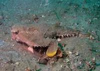 Polka-dot batfish (Ogcocephalus radiatus)