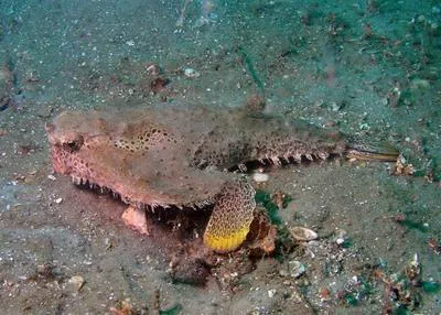 Polka-dot batfish (Ogcocephalus radiatus)