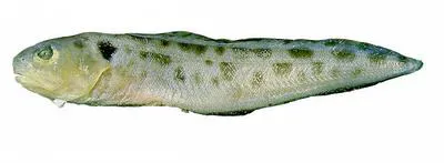 Polka-dot cusk-eel (Otophidium omostigma)