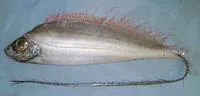 Polka-dot ribbonfish (Desmodema polystictum)