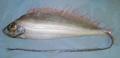 Polka-dot ribbonfish (Desmodema polystictum)
