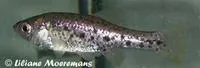 Polka-dot splitfin (Chapalichthys pardalis)