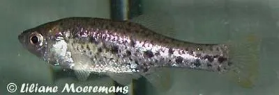 Polka-dot splitfin (Chapalichthys pardalis)