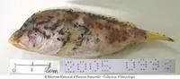Polka dot waspfish (Ocosia zaspilota)