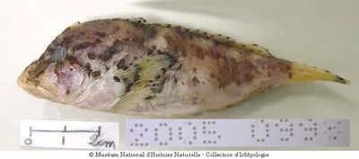 Polka dot waspfish (Ocosia zaspilota)