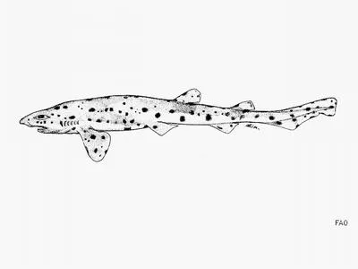 Polkadot catshark (Scyliorhinus besnardi)