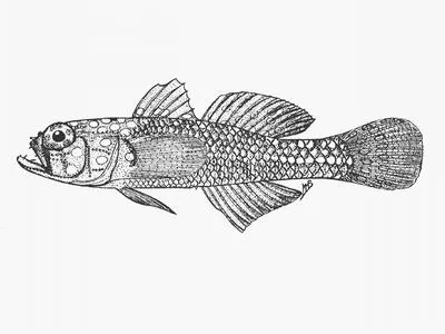 Polkadot goby (Trimma corallinum)