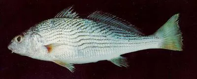 Polla drum (Umbrina xanti)