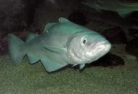 Pollack (Pollachius pollachius)