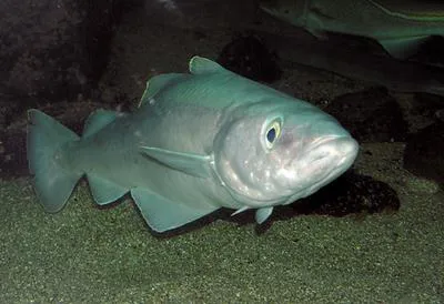 Pollack (Pollachius pollachius)