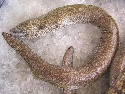 Polygon moray (Gymnothorax polygonius)