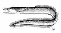 Polynesian longfinned eel (Anguilla megastoma)