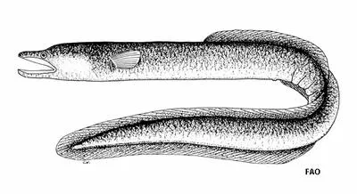 Polynesian longfinned eel (Anguilla megastoma)