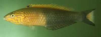 Polynesian wrasse (Pseudojuloides atavai)