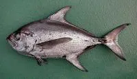 Pomfret (Taractes rubescens)