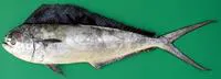 Pompano dolphinfish (Coryphaena equiselis)