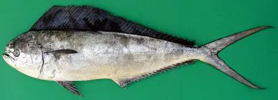 Pompano dolphinfish (Coryphaena equiselis)