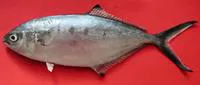 Pompano (Trachinotus ovatus)
