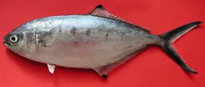 Pompano (Trachinotus ovatus)