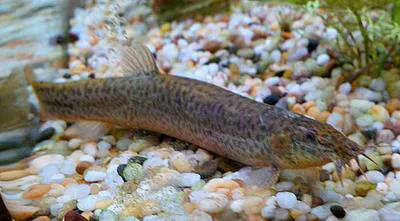 Pond loach (Misgurnus anguillicaudatus)