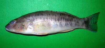 Pond perch (Diplectrum radiale)