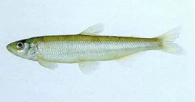 Pond smelt (Hypomesus olidus)