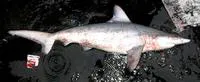 Pondicherry shark (Carcharhinus hemiodon)