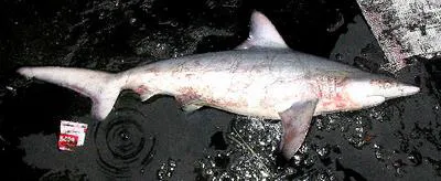 Pondicherry shark (Carcharhinus hemiodon)