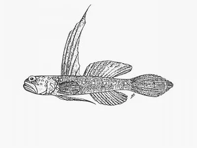 Pondoland sailfin goby (Myersina pretoriusi)